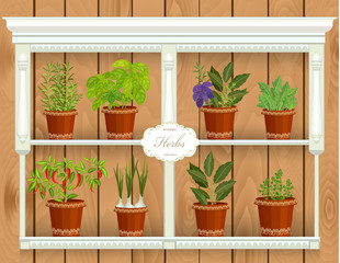 shelfs with collection of herbs in a flowerpots at market