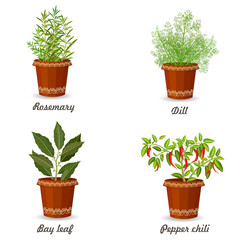 collection of herbs in a flowerpots