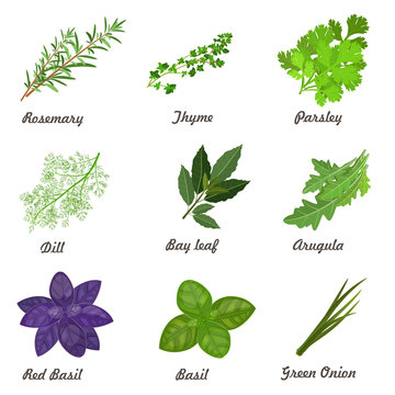 collection of herbs for you design
