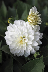 Closeup of a white dahlia flower