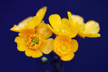 Obraz na płótnie Canvas Caltha palustris flowers