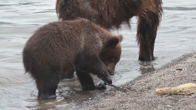 Bear breaks camcorder