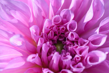 Pink dahlia