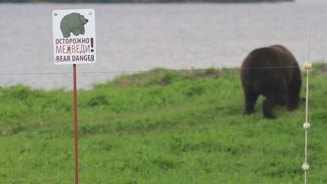 Gently brown bear.