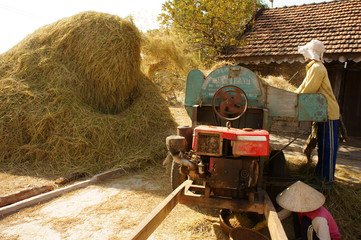 farmer harvesting paddy grain by threshing machine