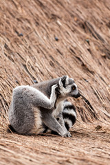 Ring-tailed lemur