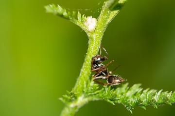Resting ant