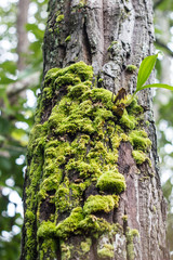 green mos on the tree