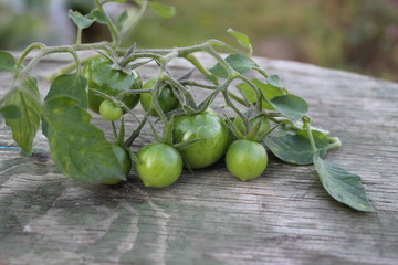 green tomatoes