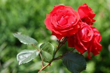 Red rose