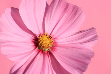 pink garden cosmos - Ton in Ton