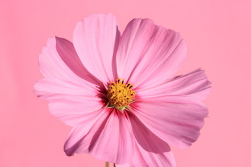 pink garden cosmos