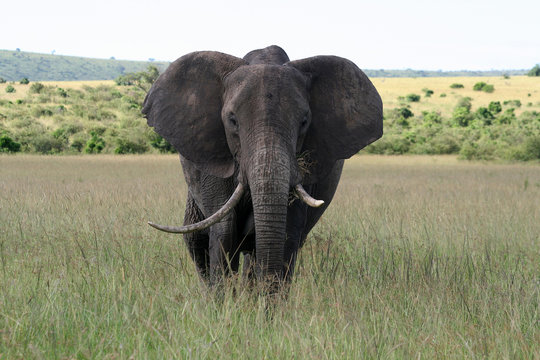 Big elephant in a national reserve