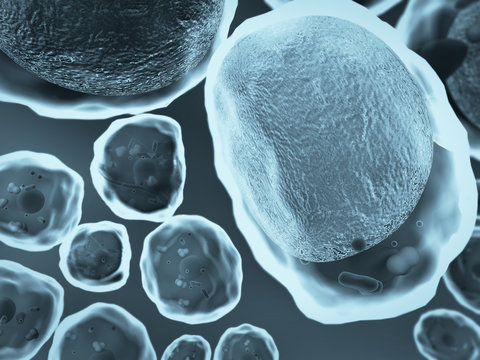 cholesterol, cell