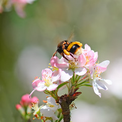 apple flower and bee