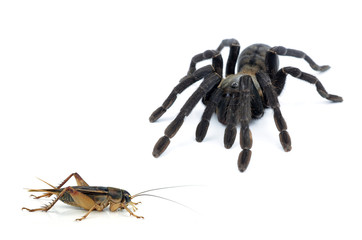 black curly-hair tarantula Brachypelma albopilosum isolated