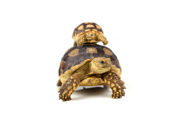 turtle on white background