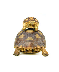 Obraz premium turtle on white background