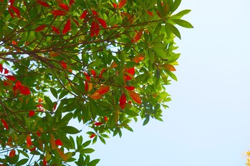 紅葉するドングリの木