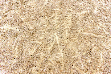 swift land crab