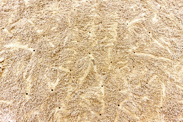 swift land crab and hole
