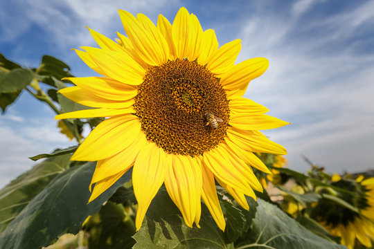 bee on a sun flower in summer