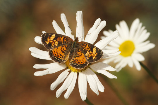 Pearly Crescent Spot Nectaring on a Daisy - Ontario, Canada