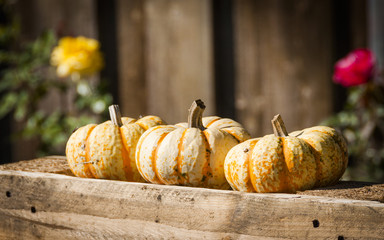 Kürbis, Herbstdekoration, Herbst, Fest, Bauernhof, Schweiz