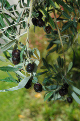 Olives noires 14