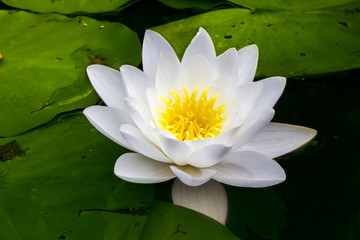 Fleur de nénuphar blanc - symbole de pureté