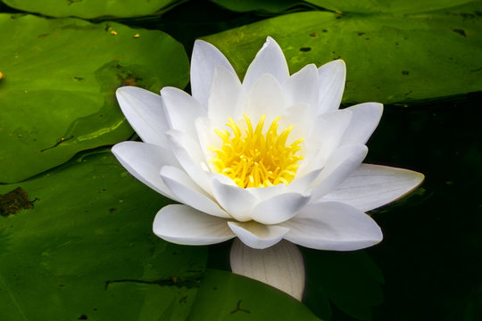 White water lily flower - symbol of purity