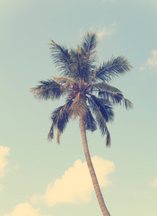 Fototapeta na wymiar Vintage coconut palm tree with blue sky background