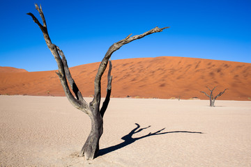 Fototapeta na wymiar Namibia, deserto con alberi 
