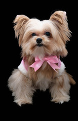 Happiness Dog in Pink Dress