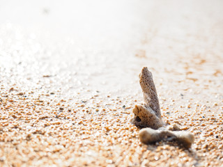砂浜とサンゴ