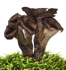 Horn of plenty mushrooms Craterellus cornucopioides