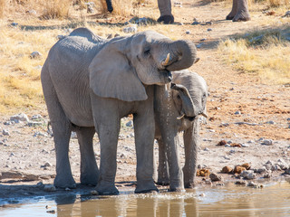 drinking elephants