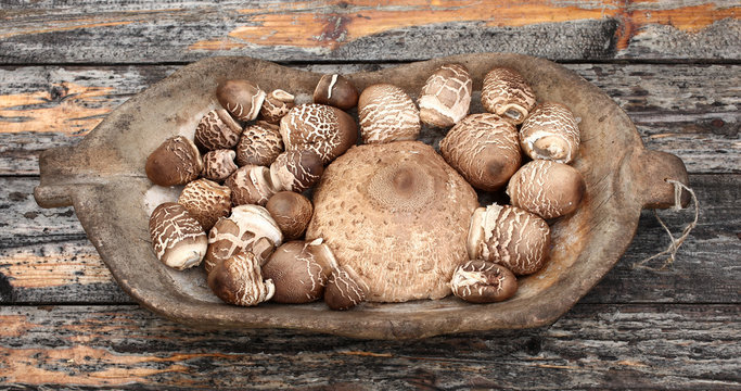 Parasol mushrooms caps in wooden dish