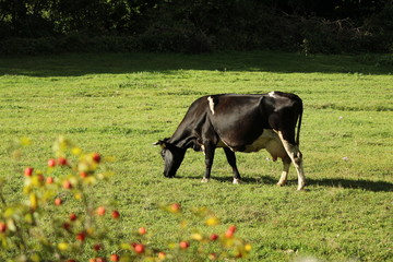 Cow grazing