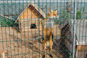 Fox in the zoo