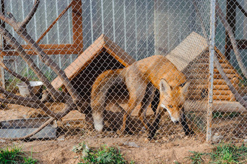 Fox in the zoo