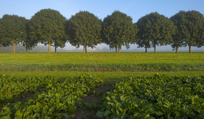 Fototapeta na wymiar Turnip growing on a field at fall