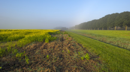 Rapeseed growing on a field at fall