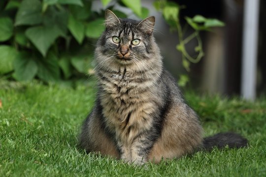Half-wild cat Masha.