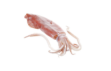 raw squid on white background