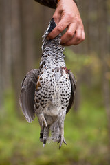 hazel grouse