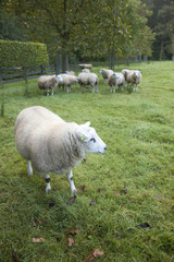 Obraz premium sheep in an orchard in the netherlands near utrecht