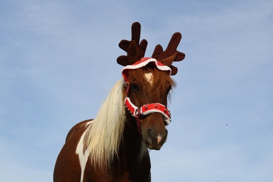 Jument habill&eacute;e de renne de No&euml;l