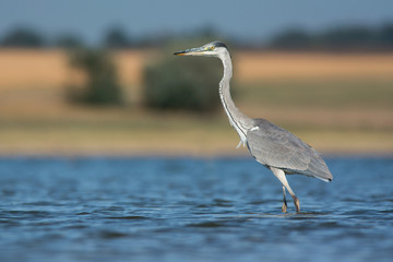 Grey heron