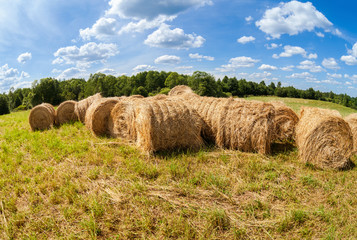 Fototapeta premium Hay bales at the field under blue sky in summer day